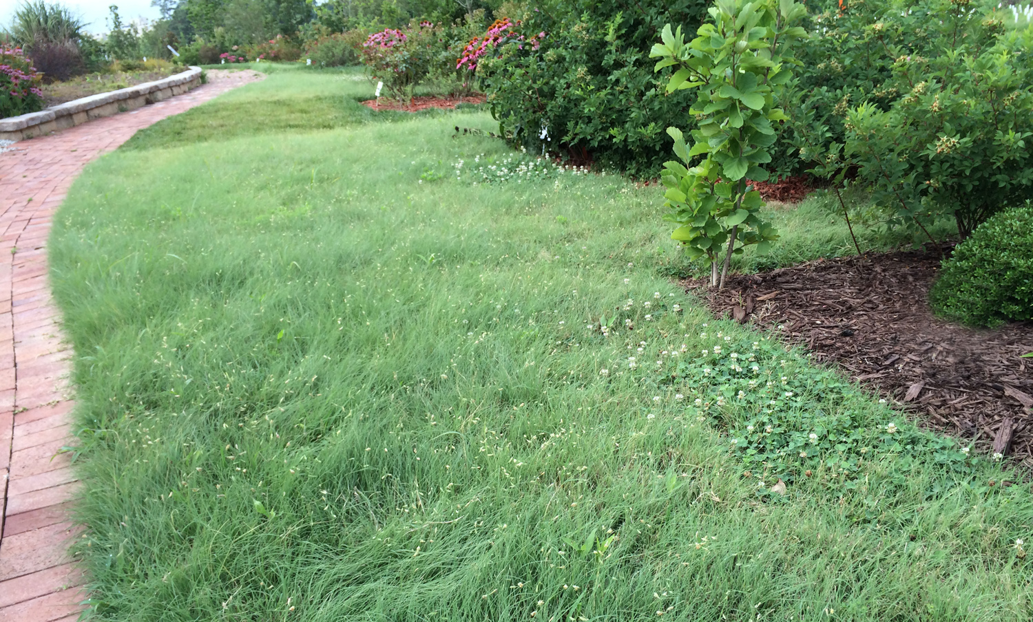 Field trials with Buffalo Grass show an attractive lawn, but weeds must still be managed.