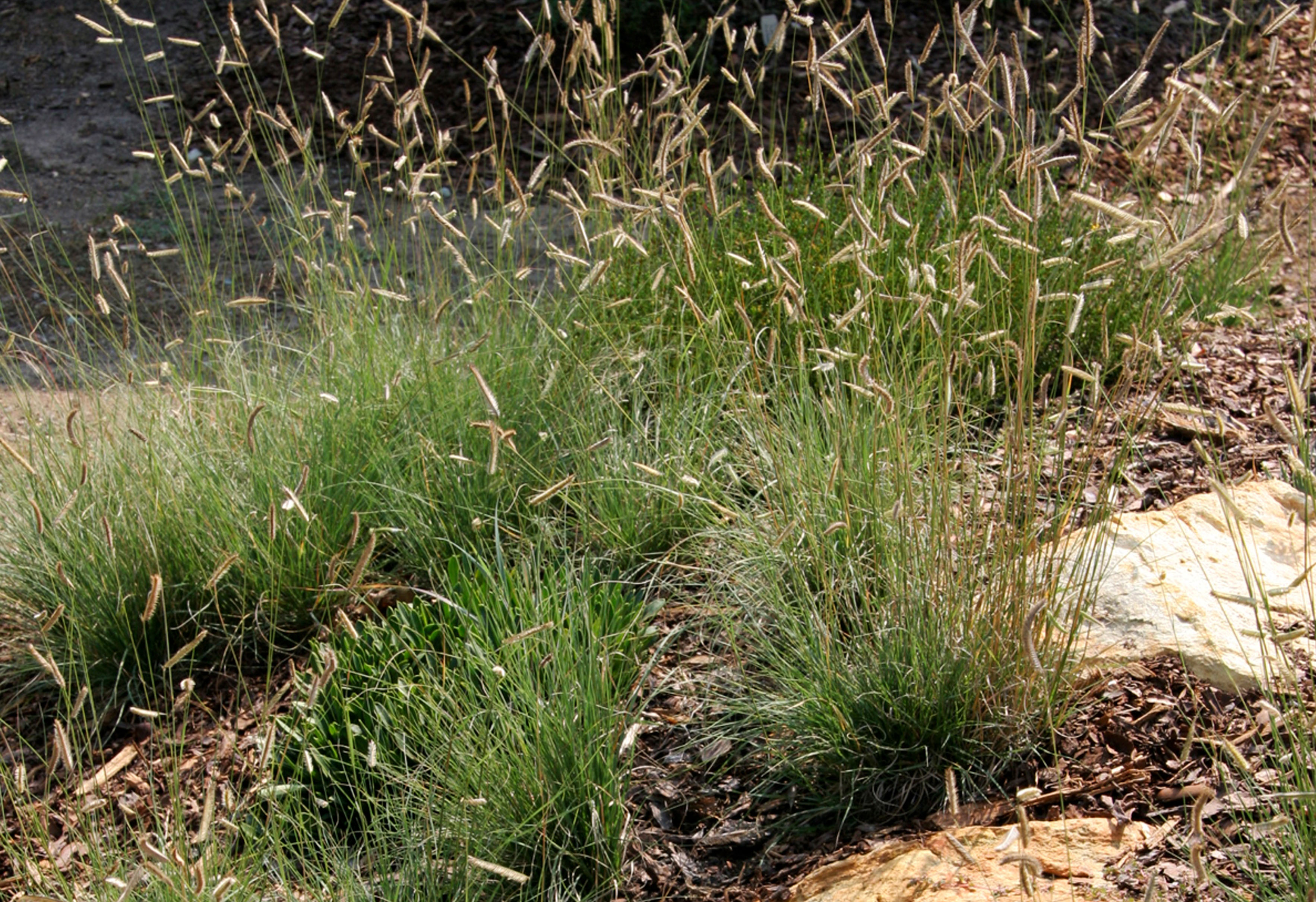 Grass & Sedges for Resilient Landscapes, Part Three: Extreme Heat