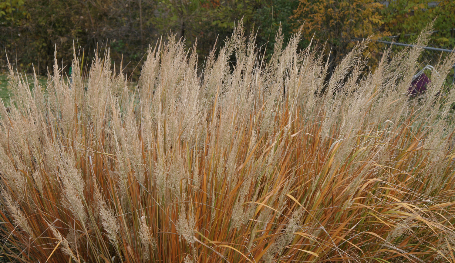 Korean Feather Reed Grass has beautiful fall foliage that persists into winter.