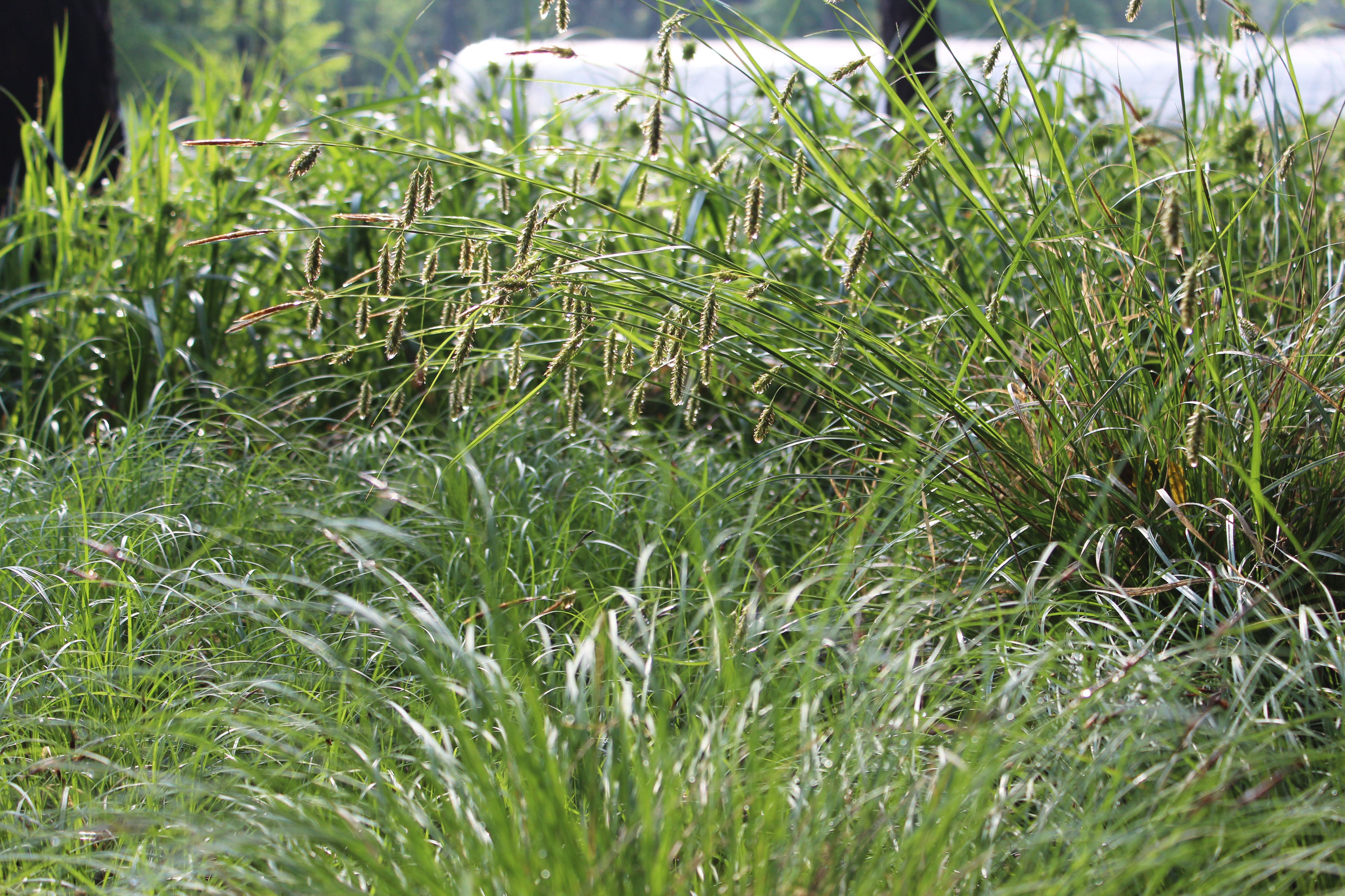 Grass & Sedges for Resilient Landscapes, Part Four: Flooding