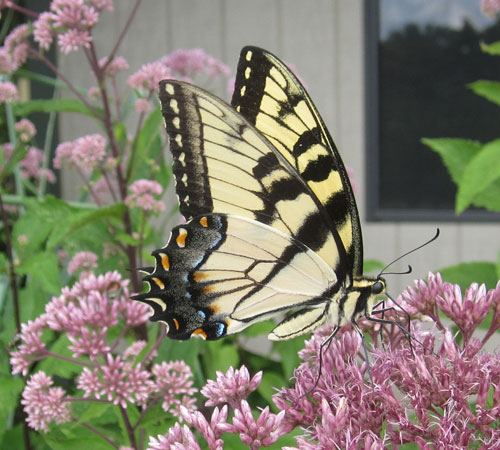 Swallowtail butterfly on Joe Pye Weed