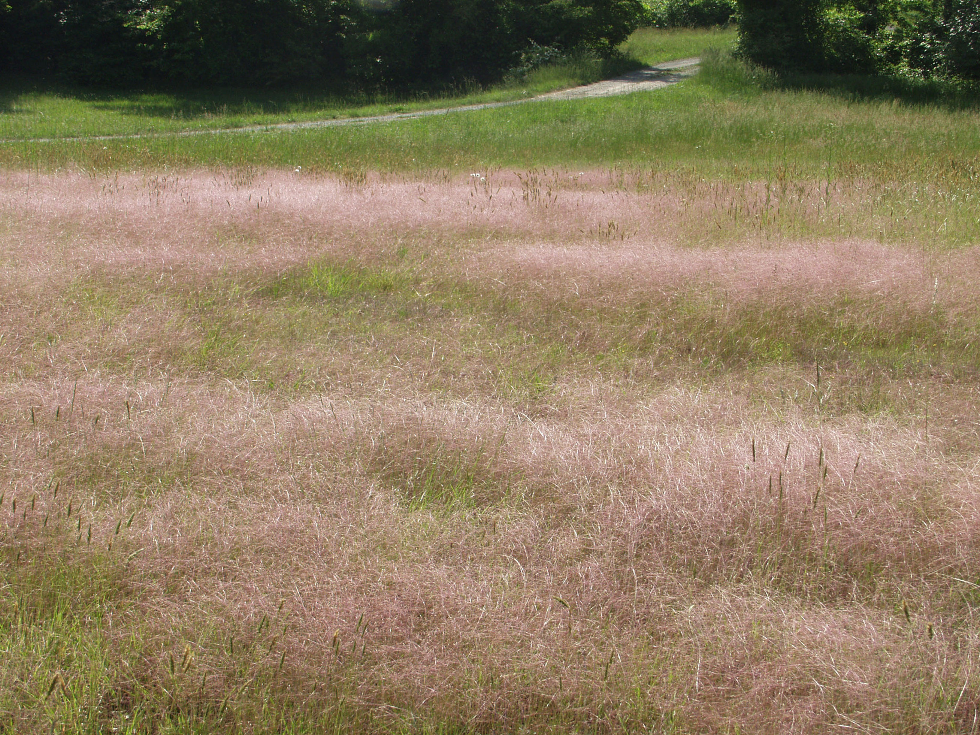 Grass & Sedges for Resilient Landscapes, Part Six: Fire