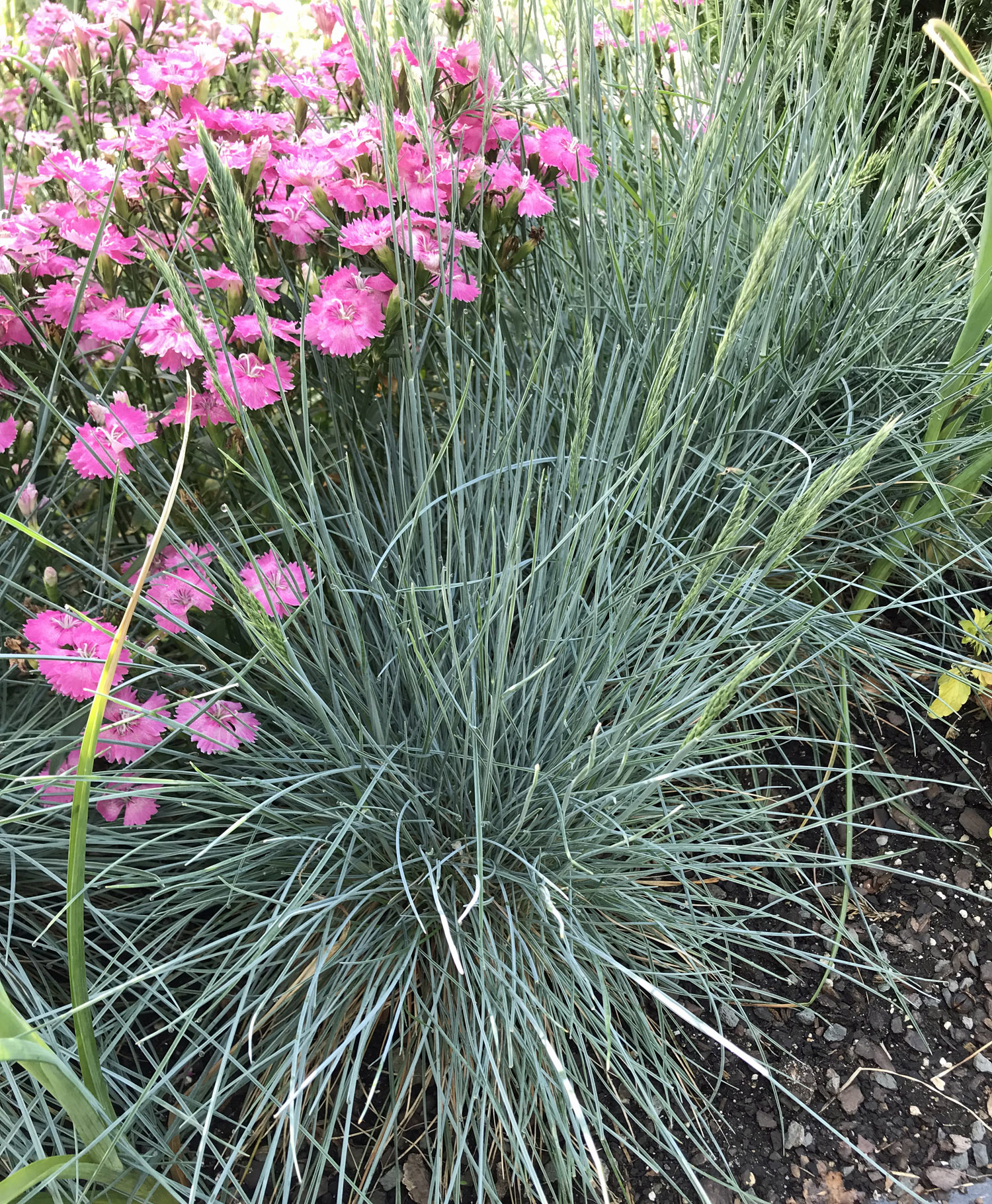 Beyond Blue Fescue adds a bright pop of color.