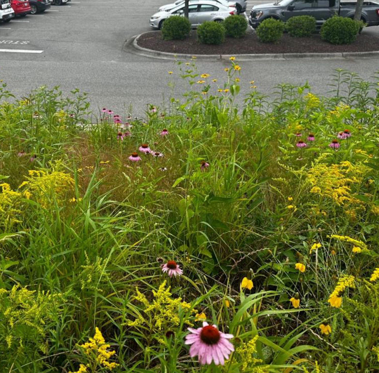 Plants for Green Infrastructure