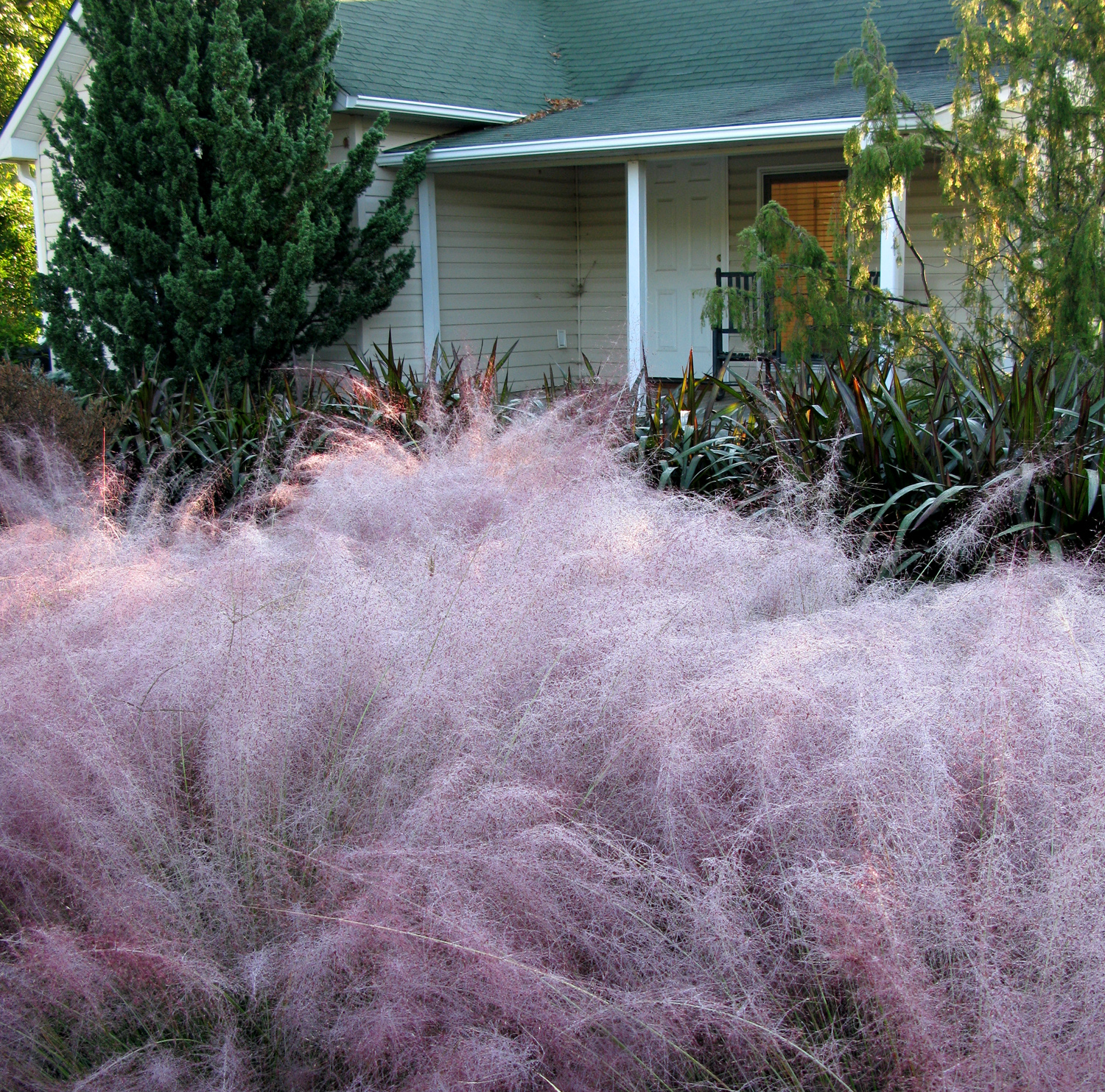 Pink Muhly Grass (<i>Muhlenbergia capillaris</i>) and a few other warm-season grasses do best if allowed to establish before cold and wet conditions prevail in Fall.