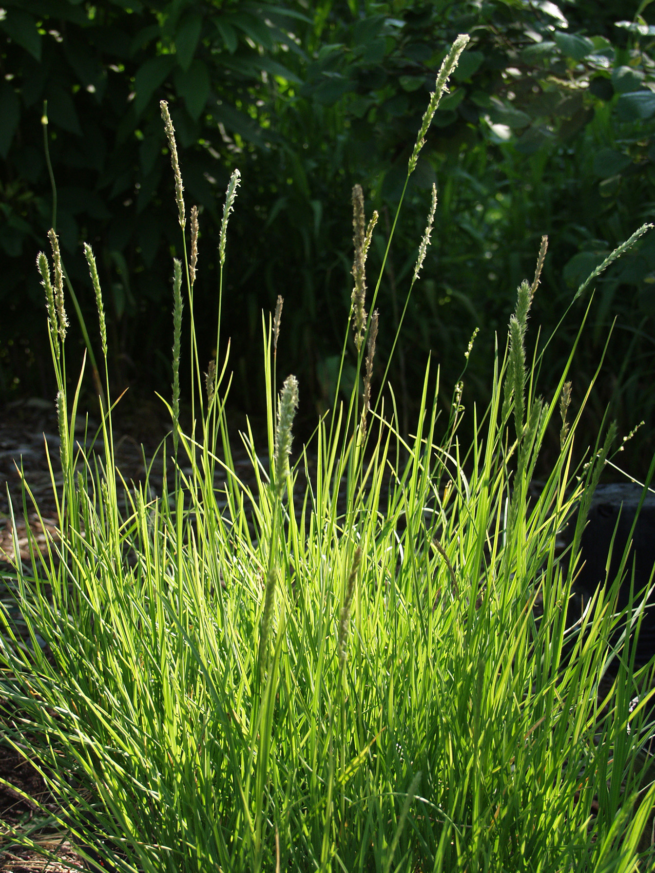<i>Sesleria autumnalis</i>, one of several cool-season grasses that grow best when soil and air temperatures are mild.