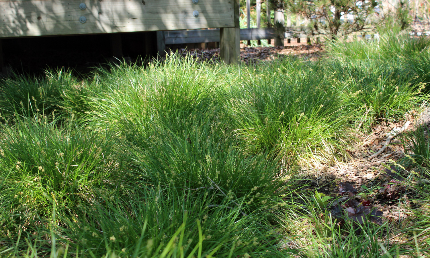 By early April, Carex divulsa is lush and green with emerging inflorescences.