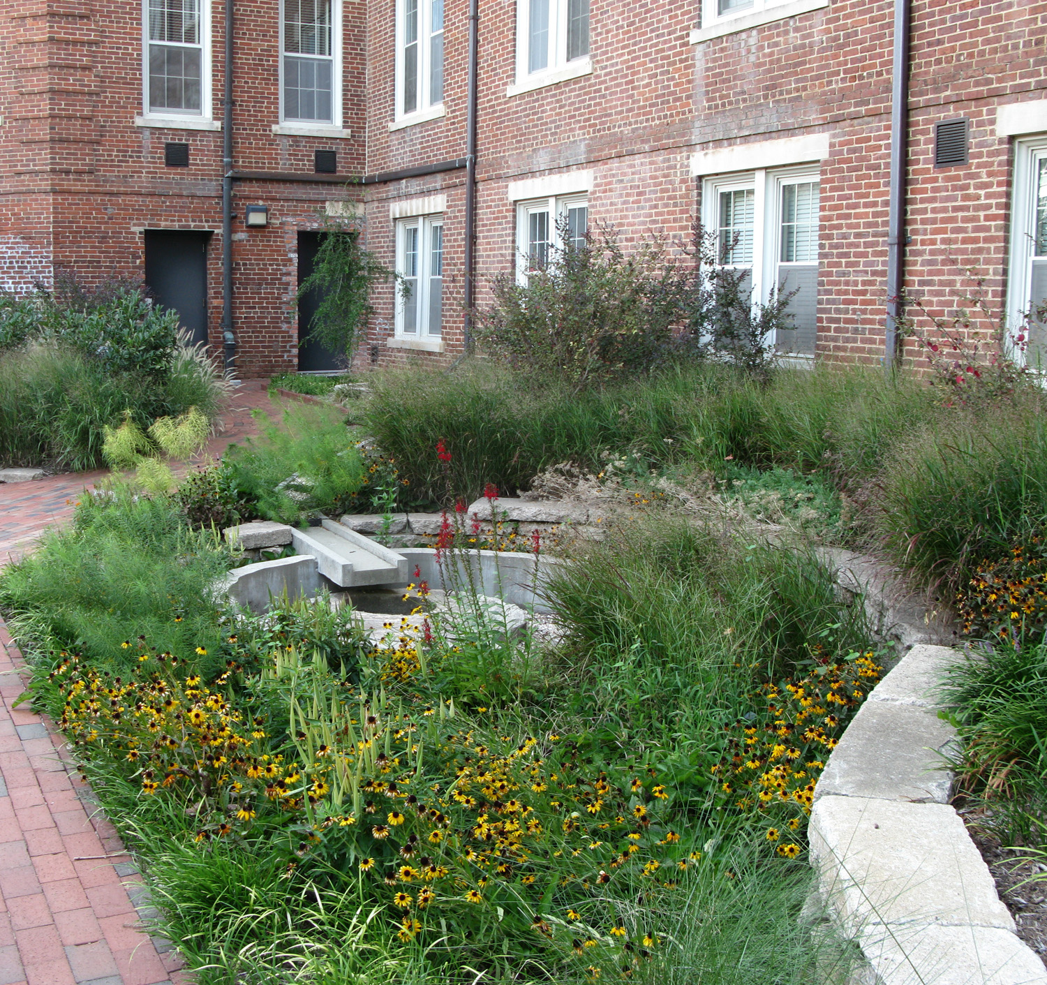 Rain garden on NC State's campus.
