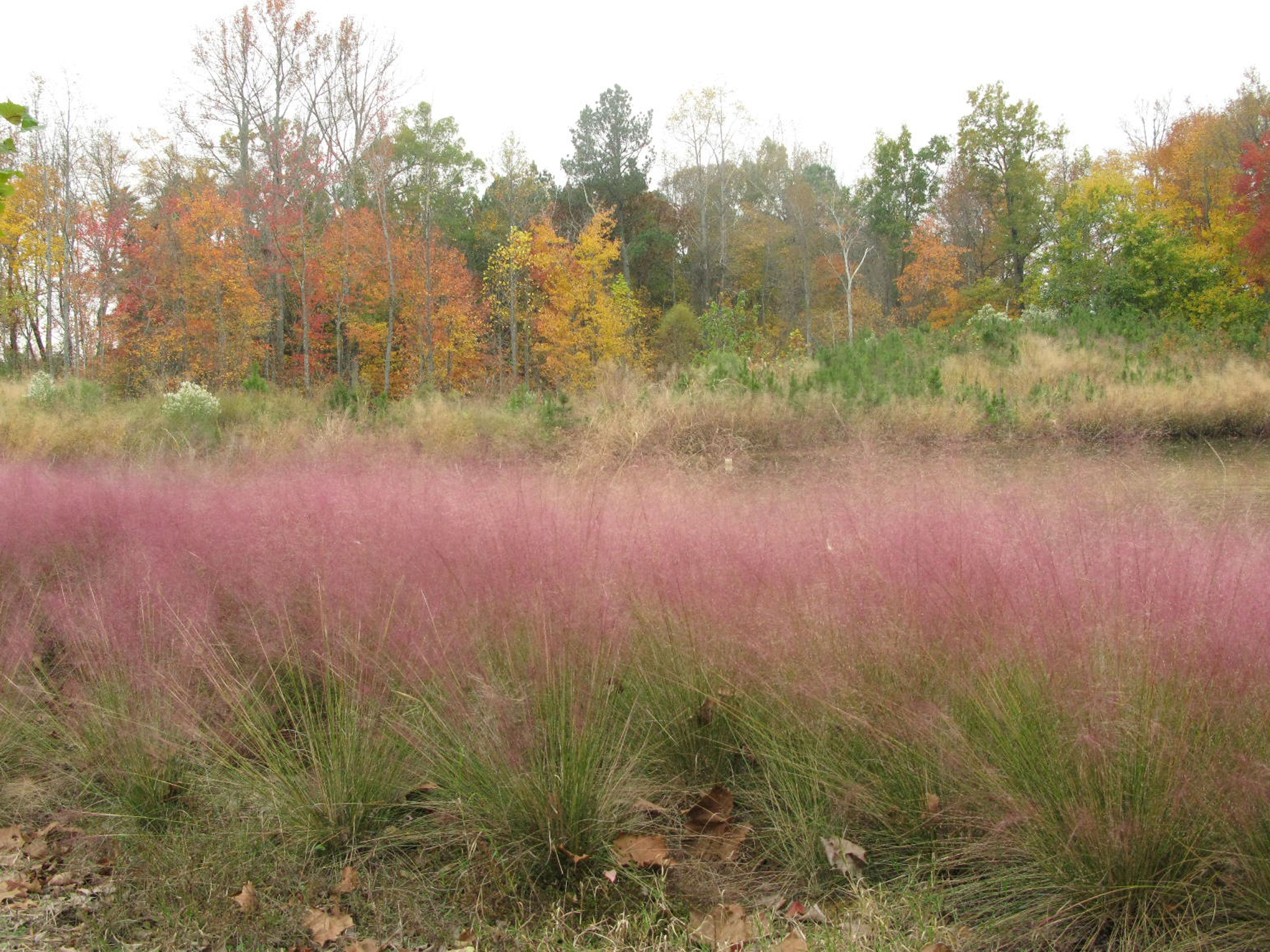 Grass & Sedges for Resilient Landscapes, Part Two: Drought