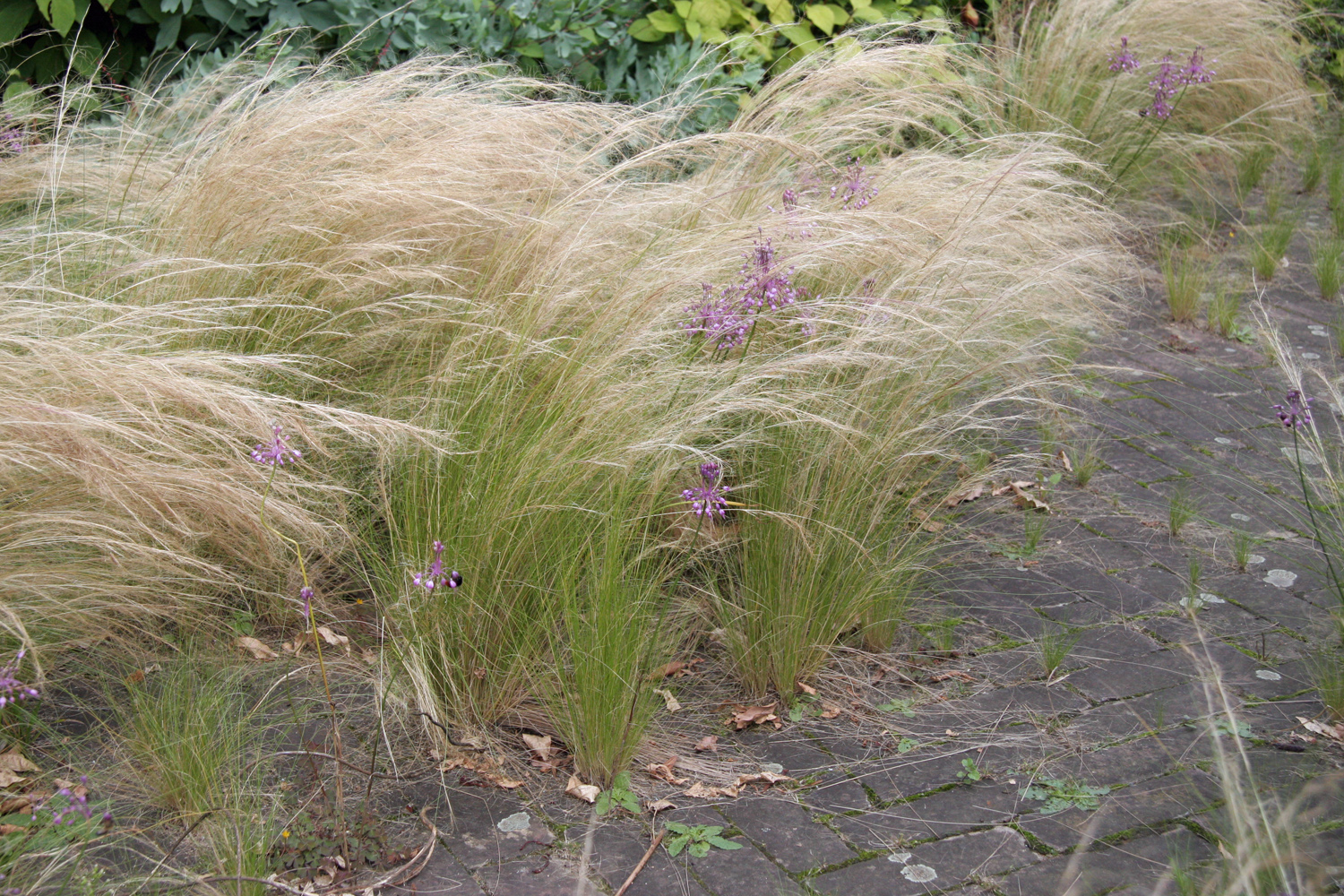 Oudolf encourages Mexican Feather Grass to reseed, lending tecture and movement throughout the garden.