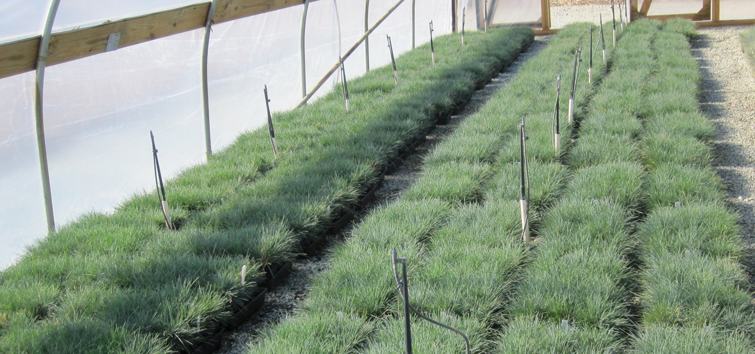 Cool season grass Festuca glauca 'Elijah Blue' is content in February in the Hoffman Nursery cold frames.