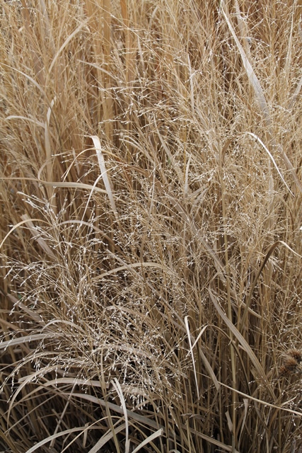 The intricate panicles of Switchgrass.