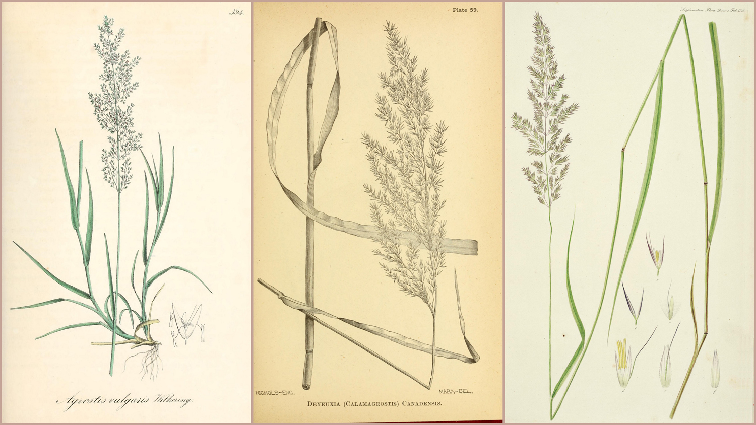 Illustrations of <i>Agrostis vulgaris</i>, <i>Deyeuxia recta</i>, and <i>Calamagrostis</i> x <i>acutiflora</i>. Images from www.plantillustrations.org.