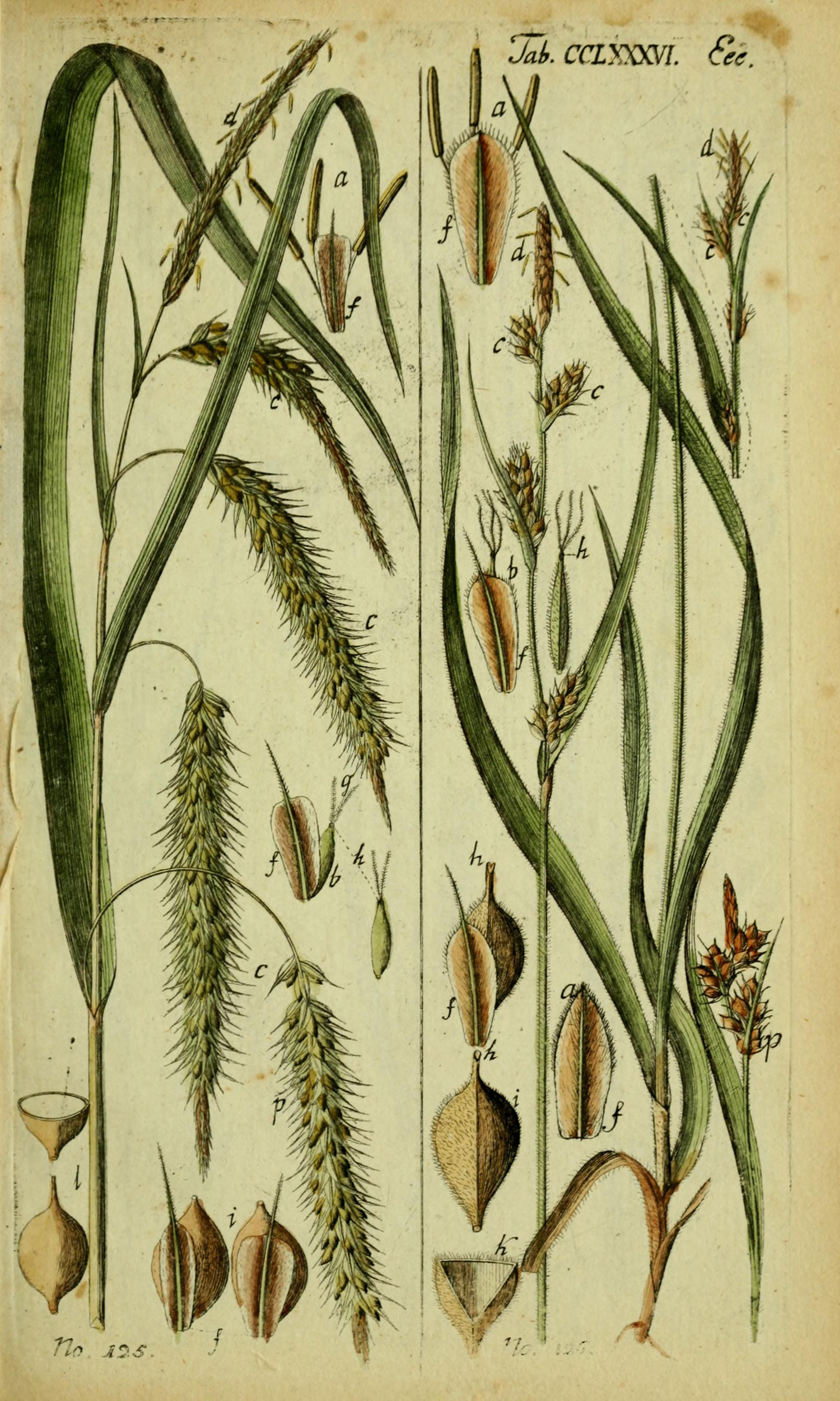 Illustration supplied by New York Botanical Garden via plantillustrations.org (Illustration ID#293669)