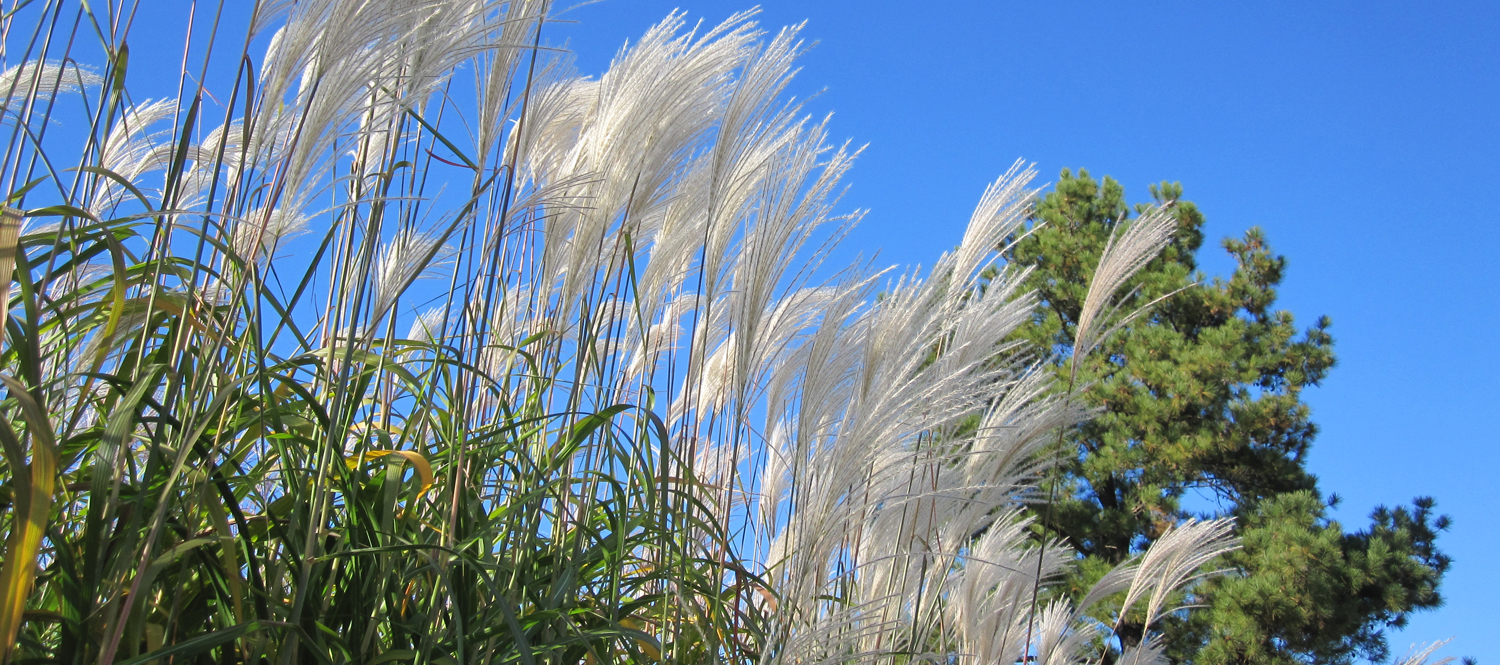 Giant Miscanthus (<i>Miscanthus</i> x <i>giganteus</i>) has been the target of research on alternative fuels.