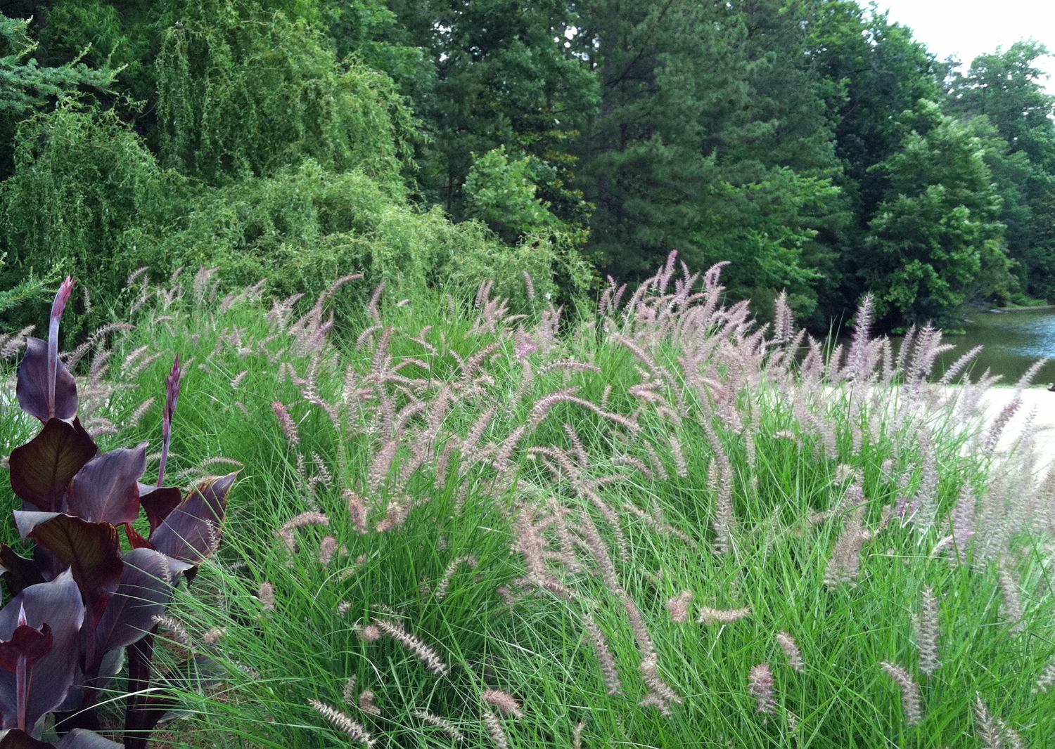 Dig Deeper Into Fountain Grass Pennisetum