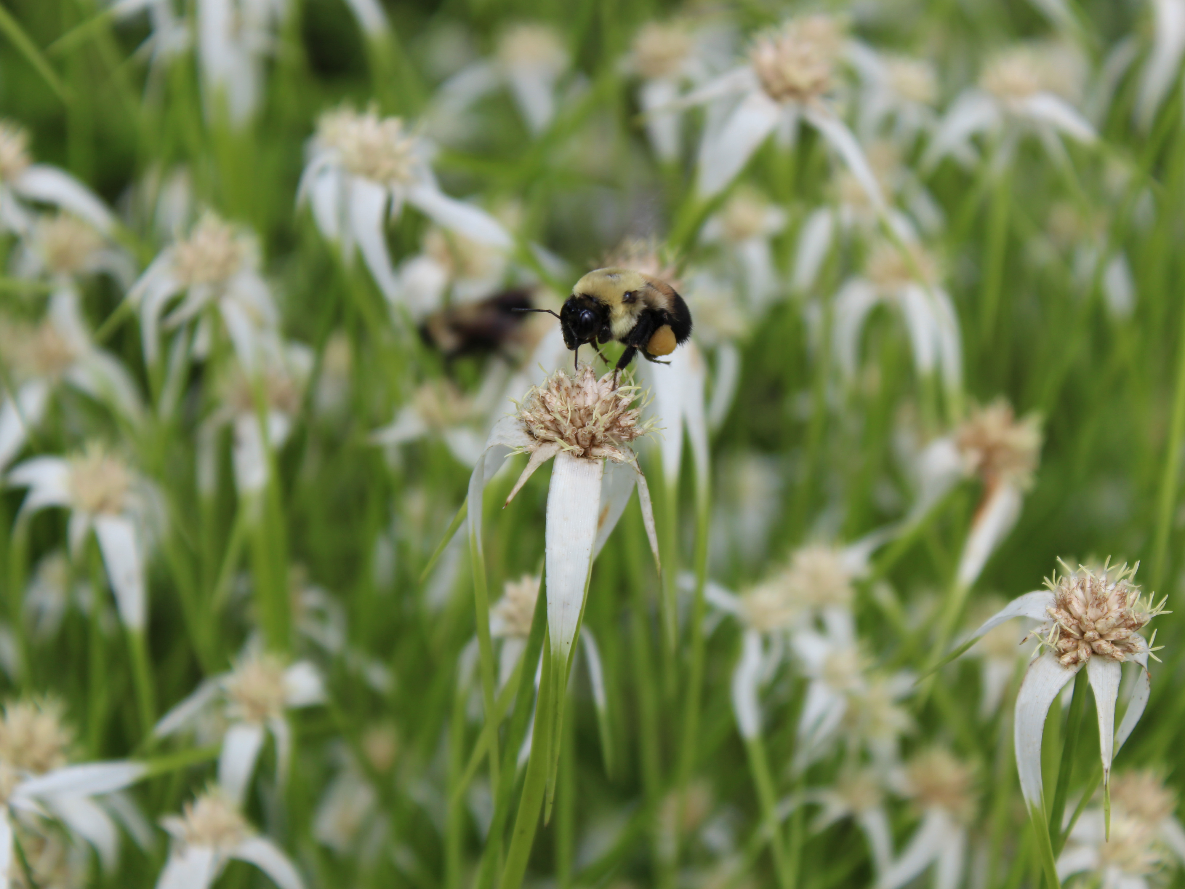 Grasses, Sedges, and Pollinators