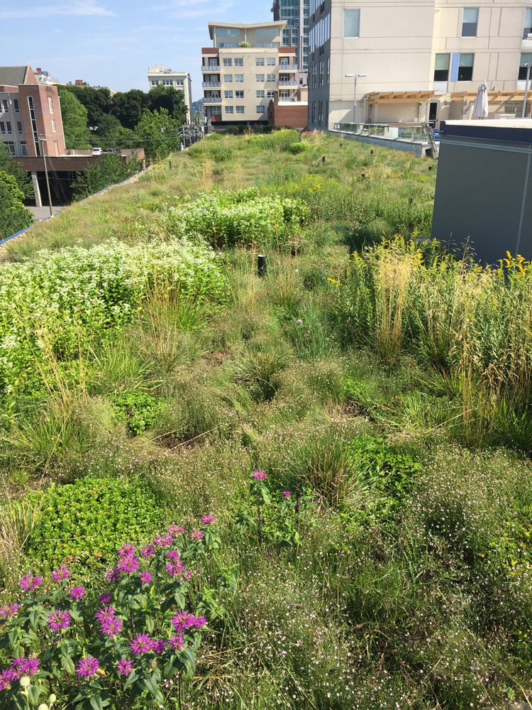 Photo courtesy of Living Roofs