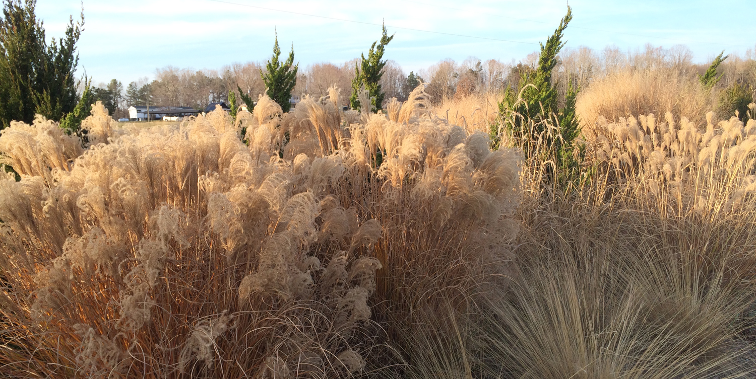 Grasses in this border garden bring beauty to the winter landscape.