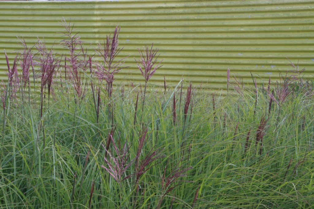 Miscanthus Flamingo at Appeltern