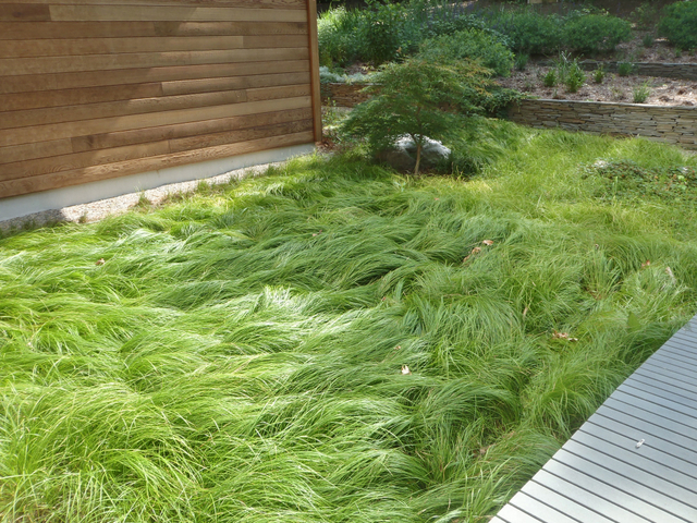 Carex pensylvanica as a lawn alternative
