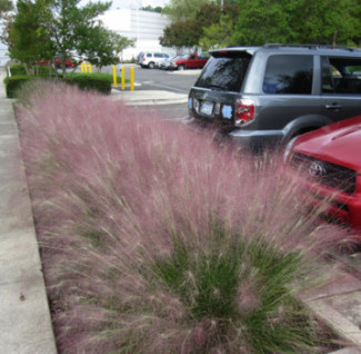 Pink Muhly performs in tough spots