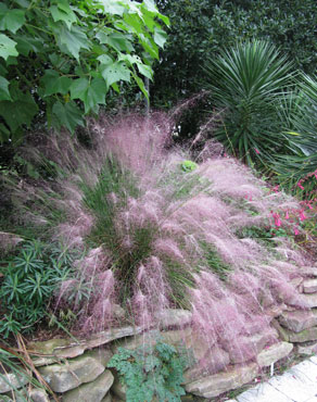 PInk Muhly in the landscape