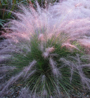 Pink Muhly Grass