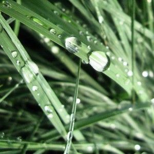 Carex 'Blue Zinger' on Instagram