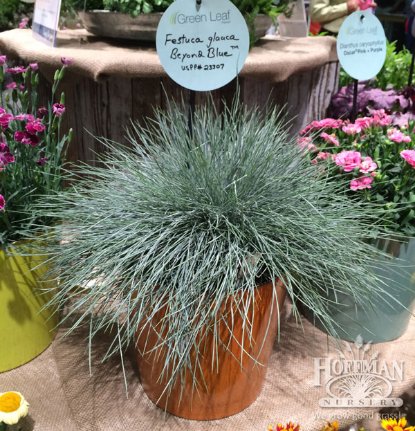 We spotted Beyond Blue Fescue at the Greenleaf booth. It's one of our new offerings this year, so we loved seeing it in their display.