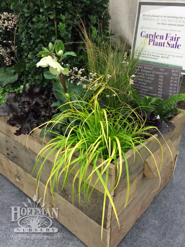 Carex Everillo at Saunders Brothers
