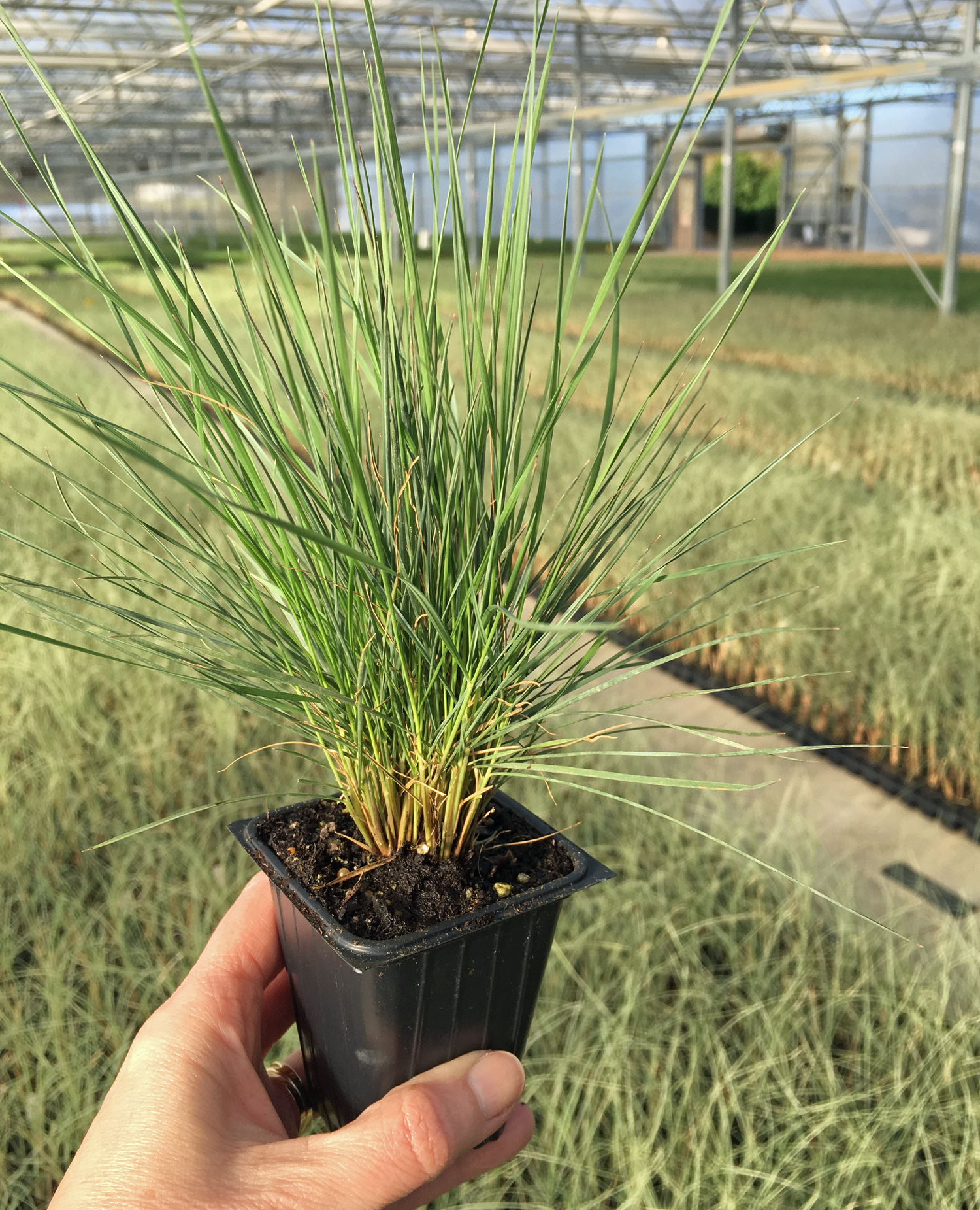 Dig deeper into Muhly Grasses, the genus Muhlenbergia.