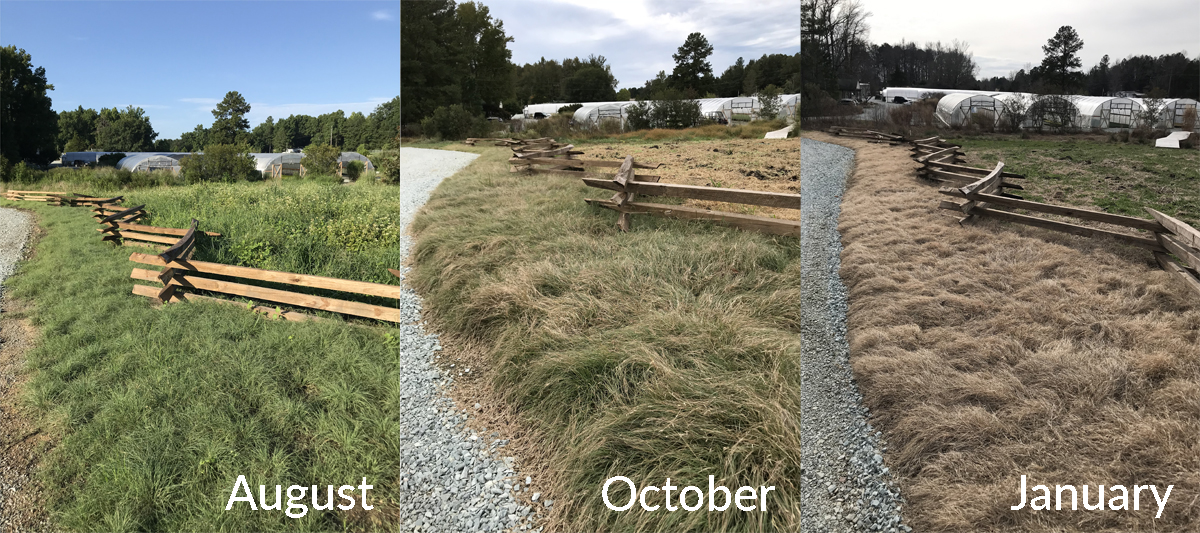 Buffalo Grass planting from August 2018 to January 2019