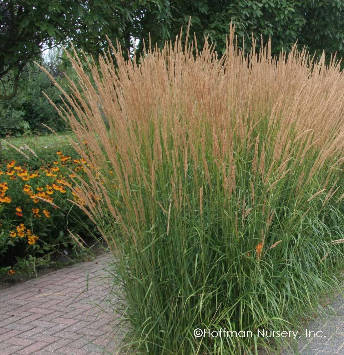 Calamagrostis Karl Foerster Feather Reed Grass info