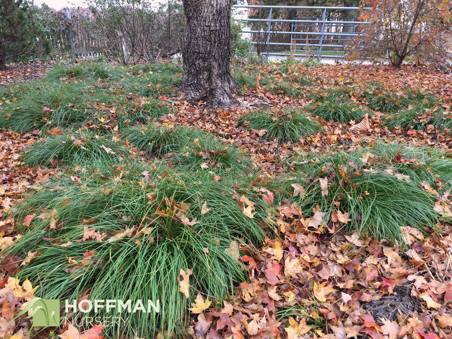 As leaves fall and the landscape goes dormant, Grassland Sedge keeps its deep green color. In milder climates, it will stay evergreen throughout the winter. And once established, it's critter-proof.