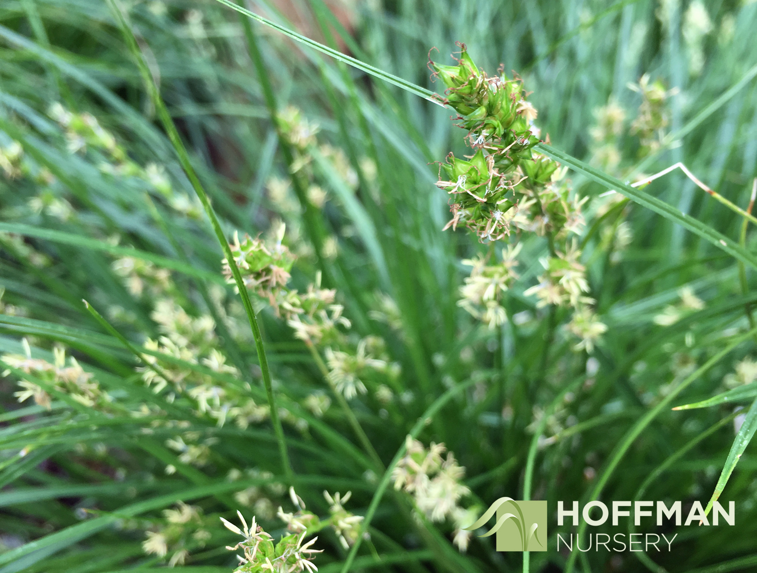 The intricate blooms of Carex 
