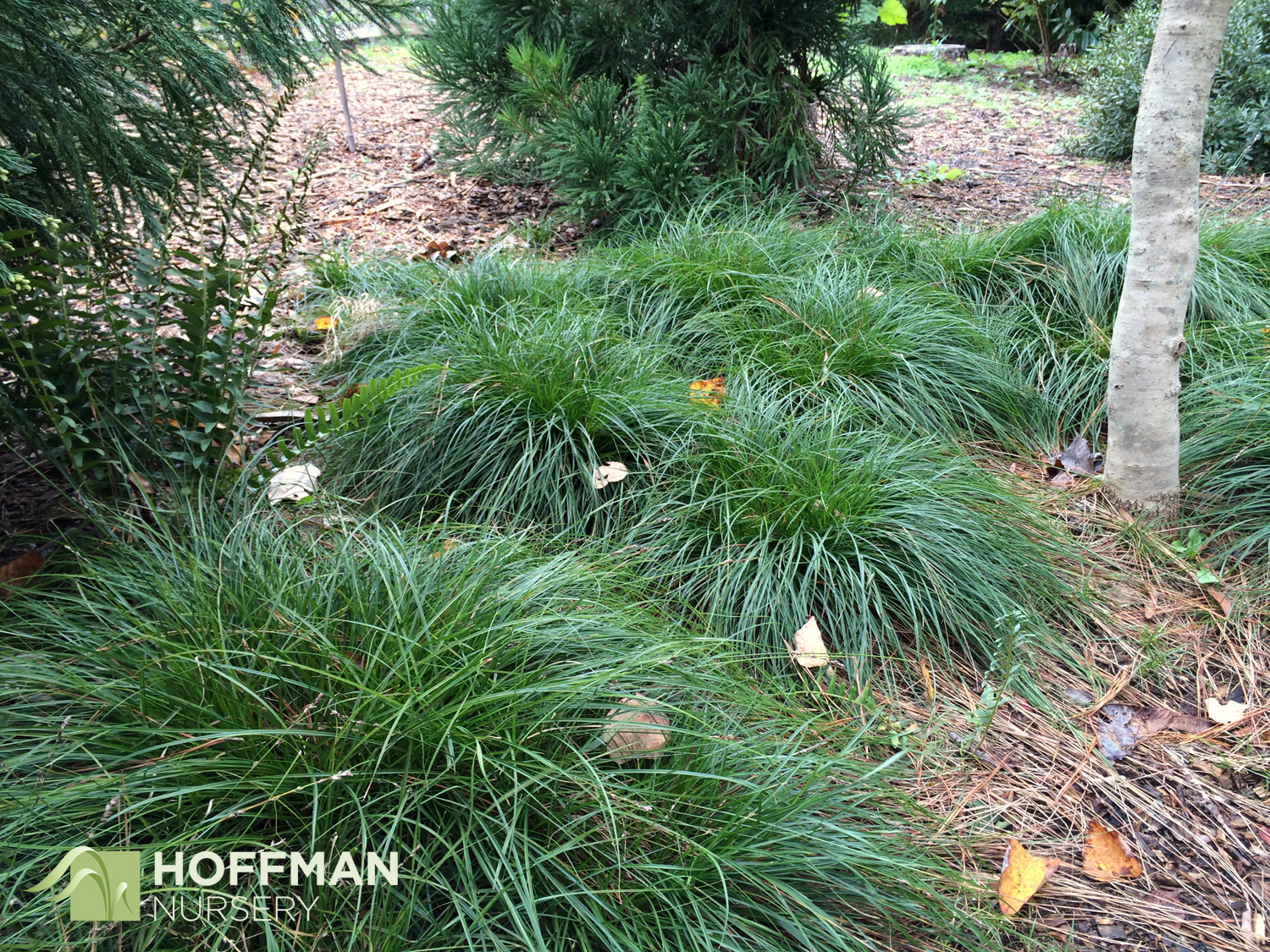In early November, Carex divulsa continues to provide coverage and a beautiful green background. As a cool season grower, it gets a flush of growth as temperature drop in early Fall.