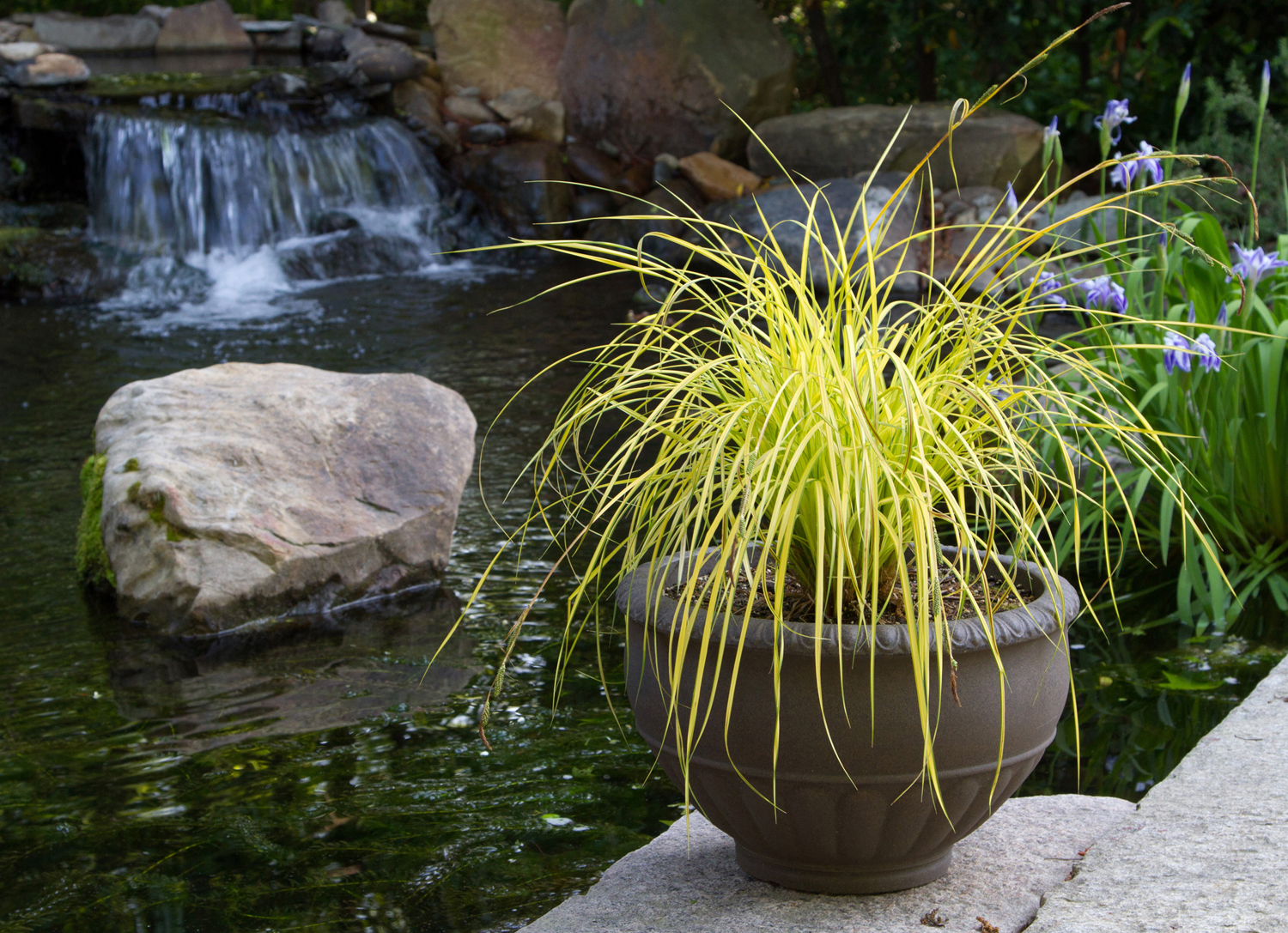 Bowles' Golden Sedge has a beautiful habit and bright, variegated foliage.