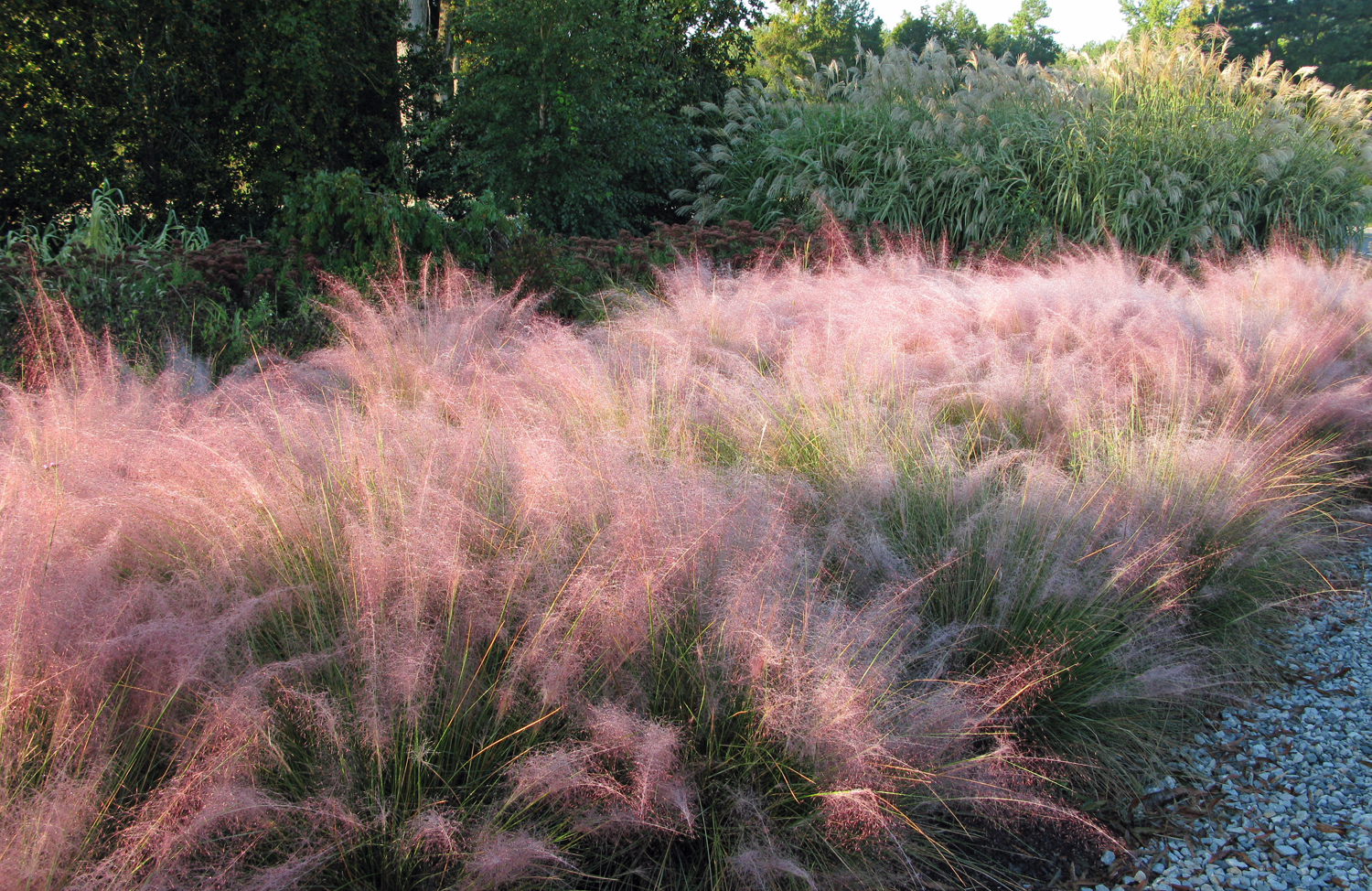Dig deeper into Muhly Grasses, the genus Muhlenbergia.
