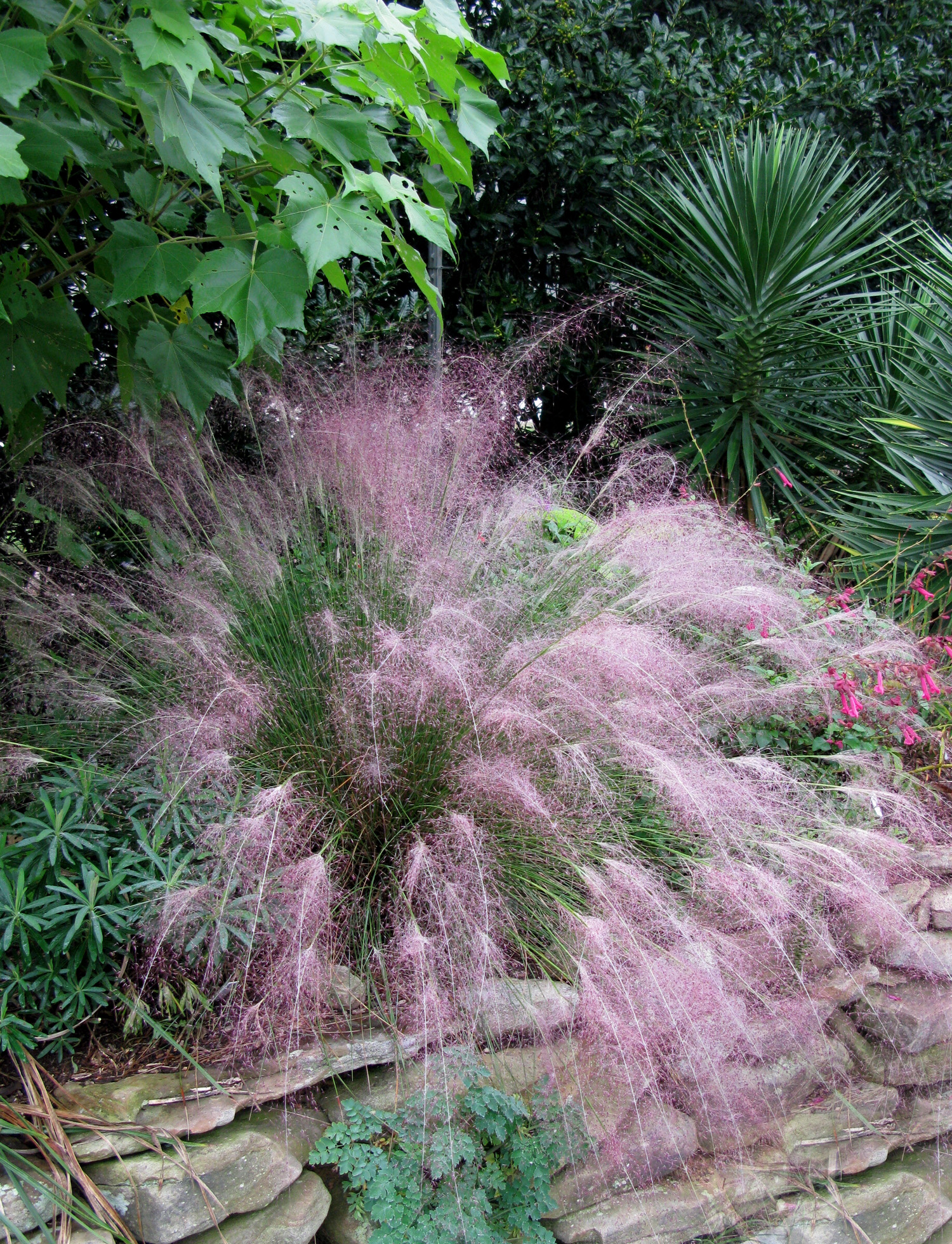 What to Plant With Pink Muhly Grass? 