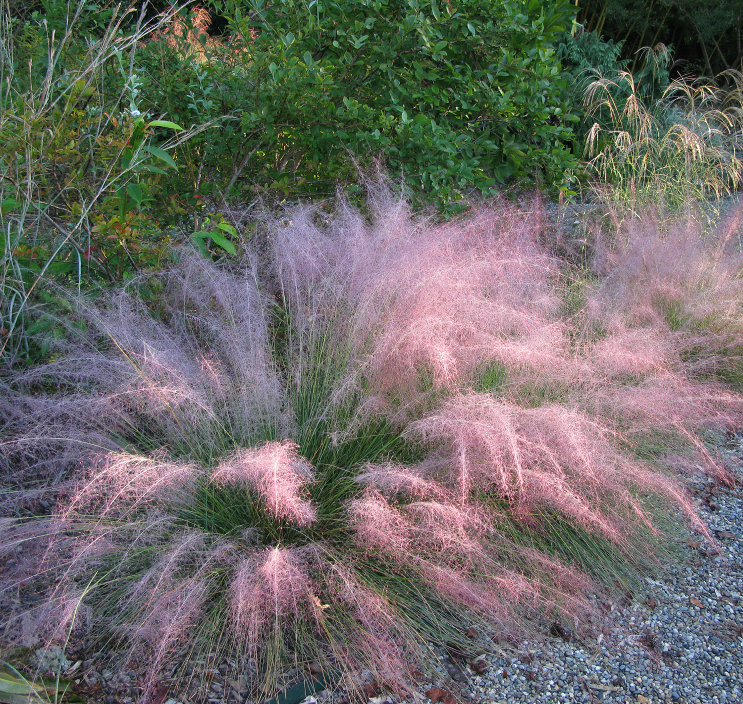 dig deeper into muhly grasses, the genus muhlenbergia.